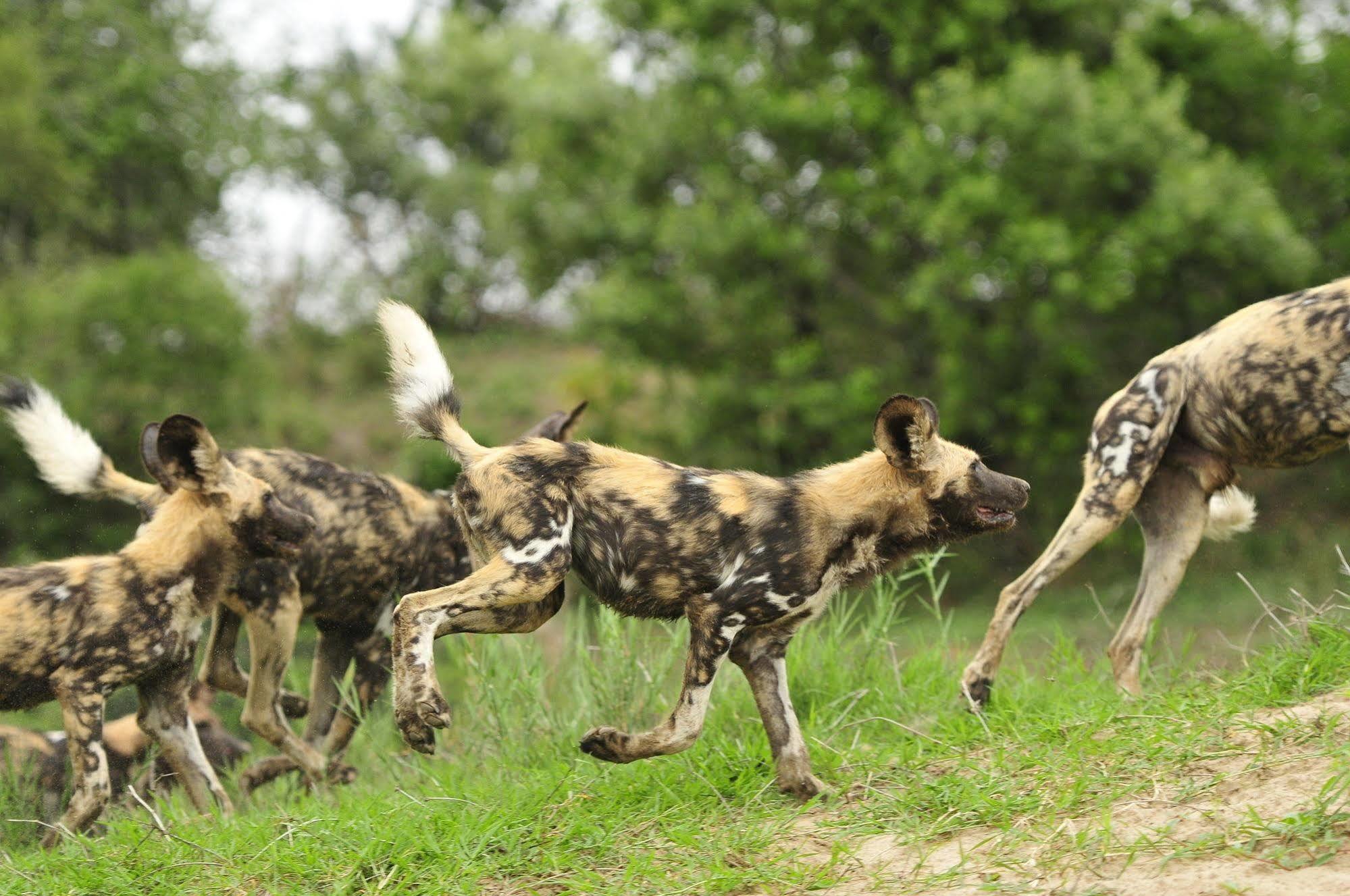 Inyati Game Lodge Metsi Exteriér fotografie