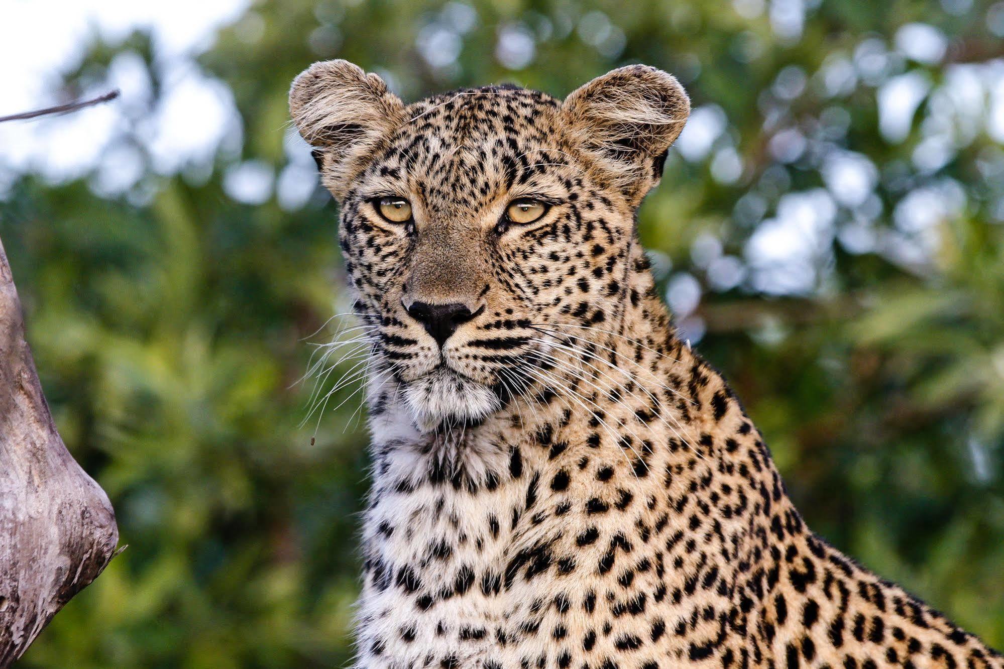 Inyati Game Lodge Metsi Exteriér fotografie